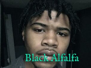 Black_Alfalfa