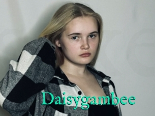 Daisygambee