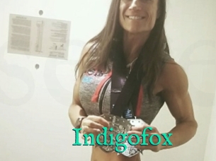 Indigofox