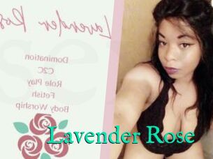 Lavender_Rose