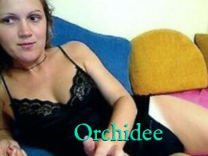 Orchidee