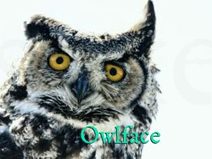 Owlface