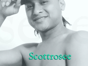 Scottrosee